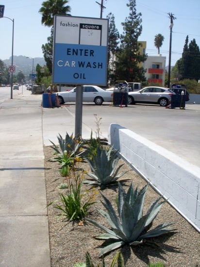 drought tolerant landscaping