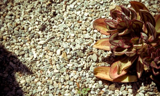 drought tolerant landscaping